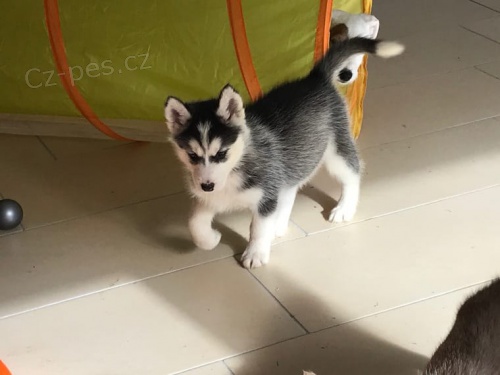 �t���tka sibi�sk�ho husky pro adopci. kontakt pro v�ce informac� a obr�zk�