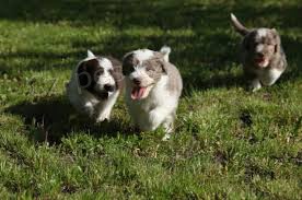 p��telsk� �t��ata bearded kolie k adopci