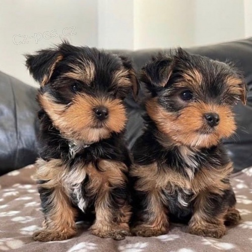 Rozko�n� a kr�sn� miniaturn� �t���tka jork��rsk�ho teri�ra k adopci.