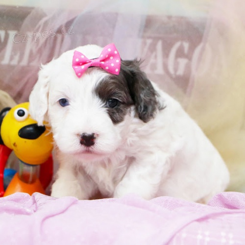 Bernedoodle �t��ata k adopci.