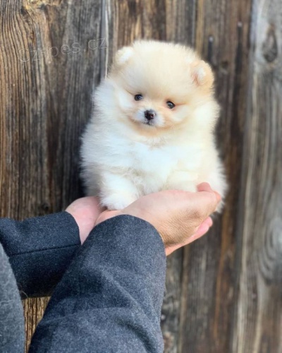 Hygienicky vy�kolen� miniaturn� �t��ata pomeranian� na prodej.