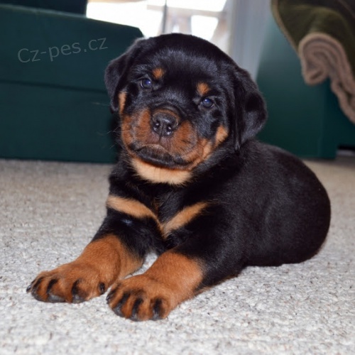 �t��ata rotvajlera k adopci