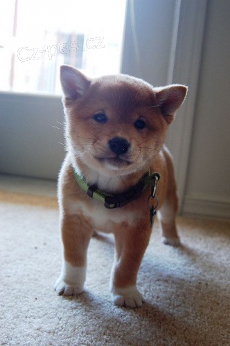Rozko�n� �t���tka shiba inu k adopci