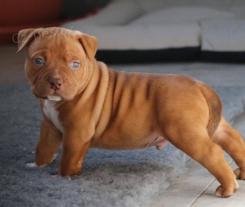 �t��ata americk�ho buldoka k adopci