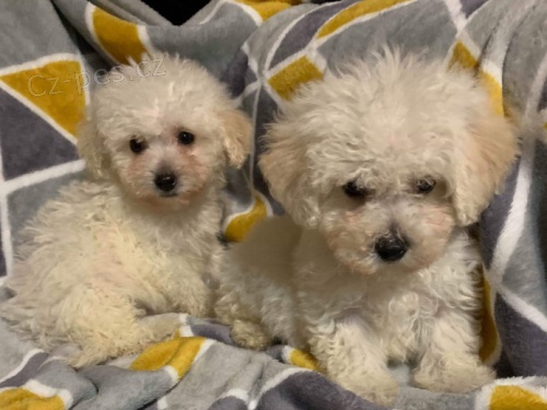 �t��ata bi�onka jsou k dispozici a p�ipravena k adopci