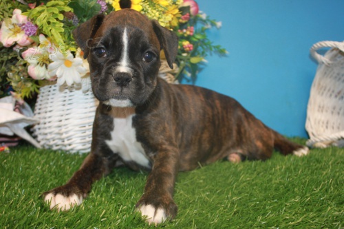 Kr�sn� �t��ata n�meck�ho Boxera k adopci