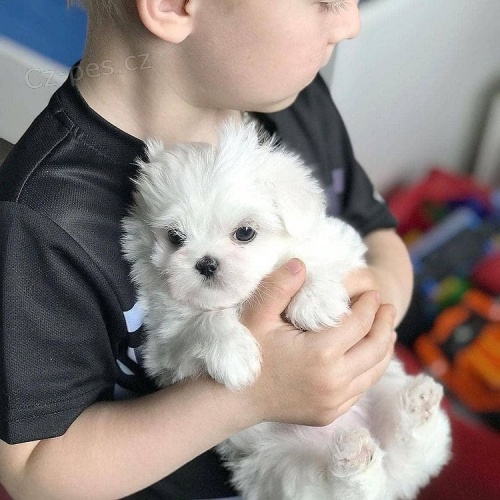 malt�zsk� �t��ata k adopci.