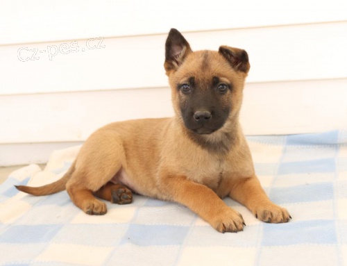 �t��ata Belgick� malinois  k dispozici