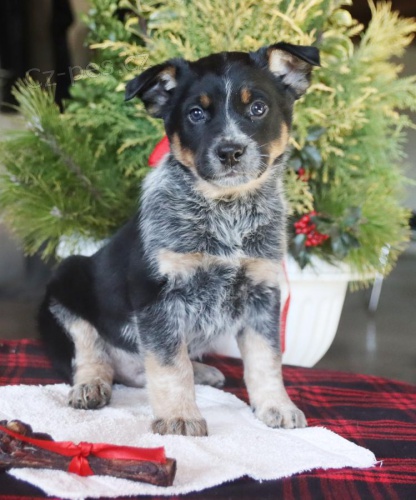 �t��ata Australsk� hon�ck� pes k dispozici