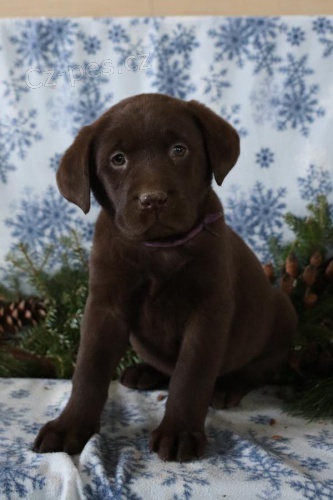 �t��ata labradorsk� retr�vr k dispozici