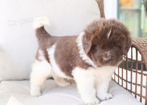 �t��ata Novofundlandsk� k dispozici