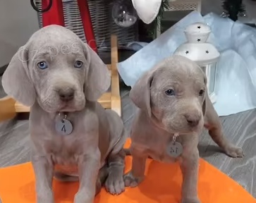 �t��ata v�marsk� oha�  k dispozici