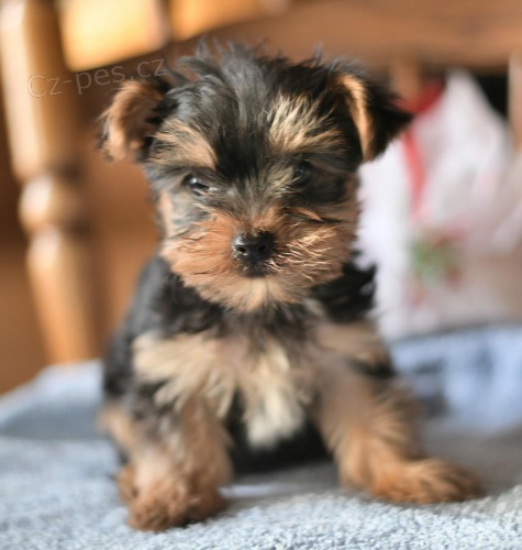 �t��ata Jork��rsk� teri�r  k dispozici