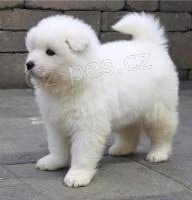 K dispozici �t��ata samojed�.