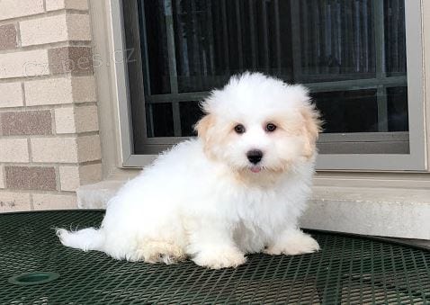 Prod�m �t��ata Coton de Tulear