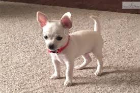 Mini Chihuahua �t��ata