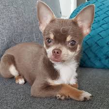 K dispozici mal� �t��ata �ivavy.