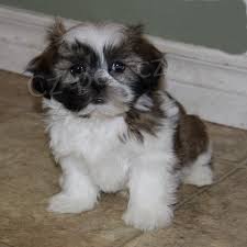 Zdrav� �t��ata Shih Tzu p�ipraven� k adopci.