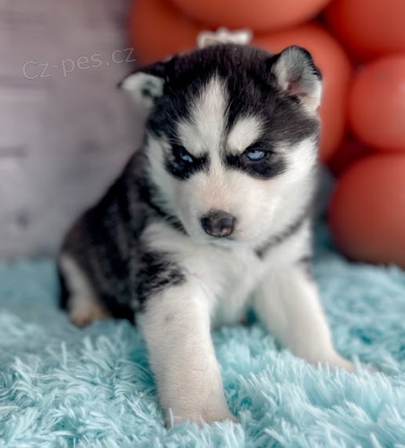 Rozko�n� sibi�sk� husky s kr�sn�ma modr�ma o�ima k adopci.