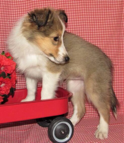 Shetlandsk� ov��k �t��ata k adopci.