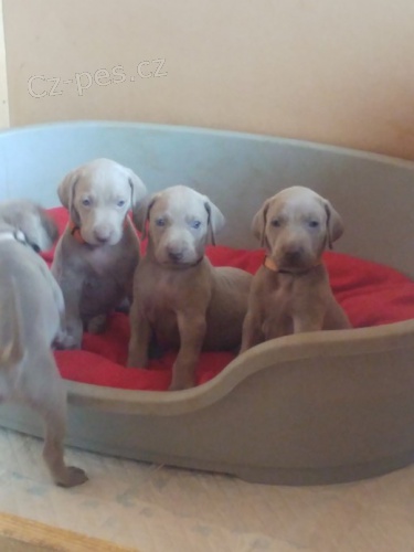 Modr� zdrav� samice a samci v�marsk�ch oha�� �t��ata k ADOPCI