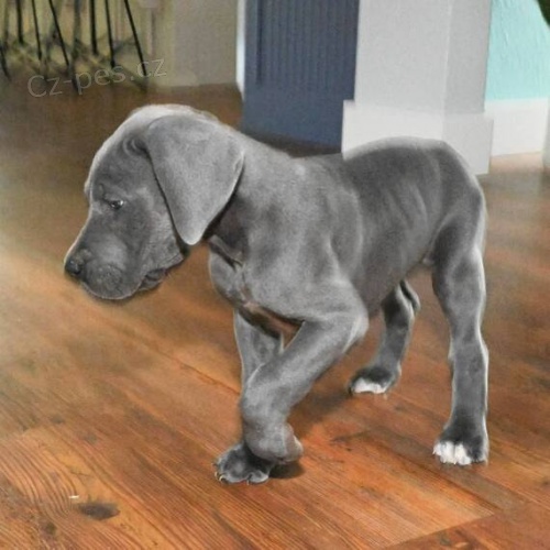 �t��ata n�meck� dogy k adopci.