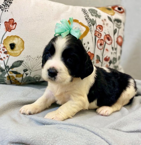 �t��ata anglick�ho �pringr�pan�la k adopci.