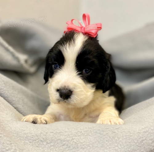 kr�sn� �t���tka fenka a pejsek mini anglick� �pringr�pan�l k adopci.