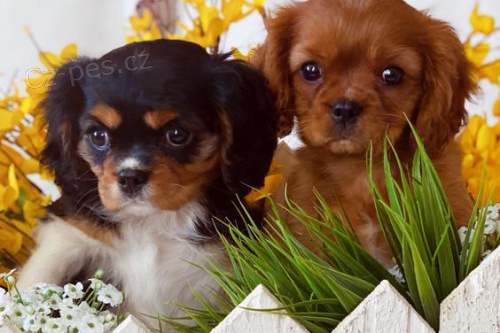 kr�sn� pes a fenka Cavalier King Charles Spaniel pejsek a fenka k adopci.
