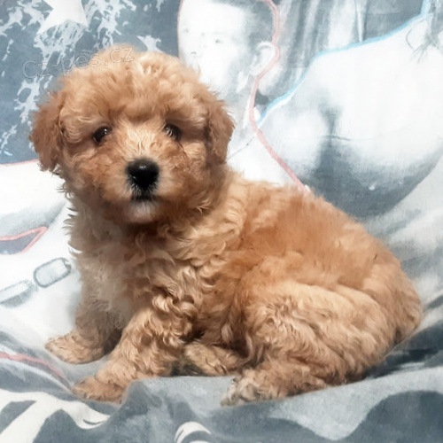 �t��ata trpasli��ho pudla k adopci.