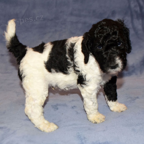 ZDRAV� �t��ata trpasli��ho pudla k adopci.