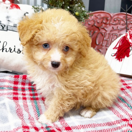 Kr�sn� �t��ata Aussiedoodle k adopci