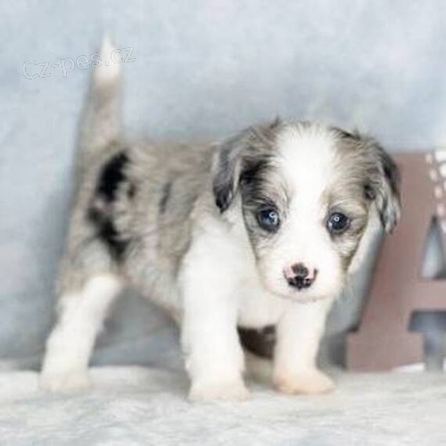 pejsek a fenka kr�sn� �t���tka Aussiedoodle k adopci.