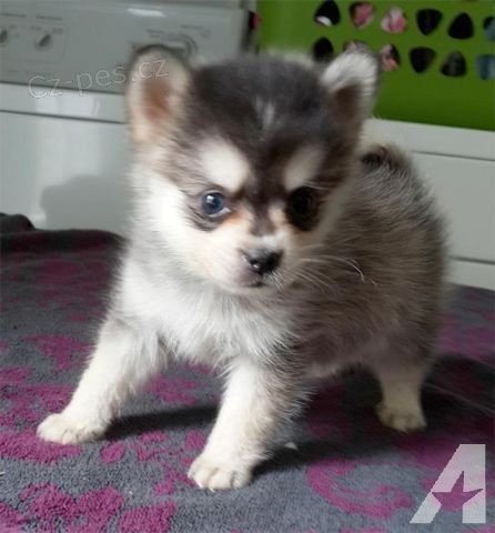 Kr�sn� �t��ata Pomskies k adopci (k��enec sibi�sk�ho a pomeraniana).