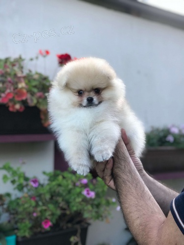 pomeranian �t��ata k adopci