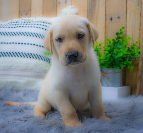 Zdrav� a kr�sn� �t���tka pejska a fenky labradorsk�ho retr�vra k adopci