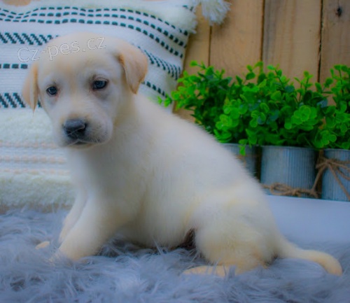 �t��ata labradorsk�ho retr�vra k adopci