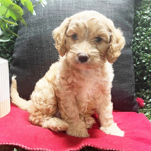Zdrav� a kr�sn� �t���tka pejska a fenky Cavapoo na prodej.