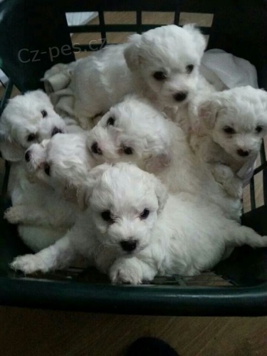 Prod�m zdrav� a o�kovan� �t��ata bi�onka.