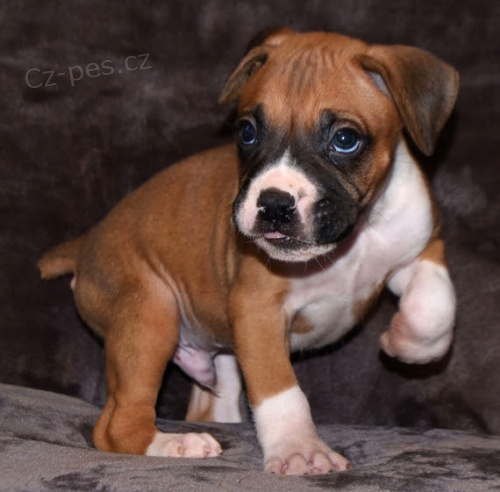 Prod�m kr�sn� �t��ata n�meck�ho boxera