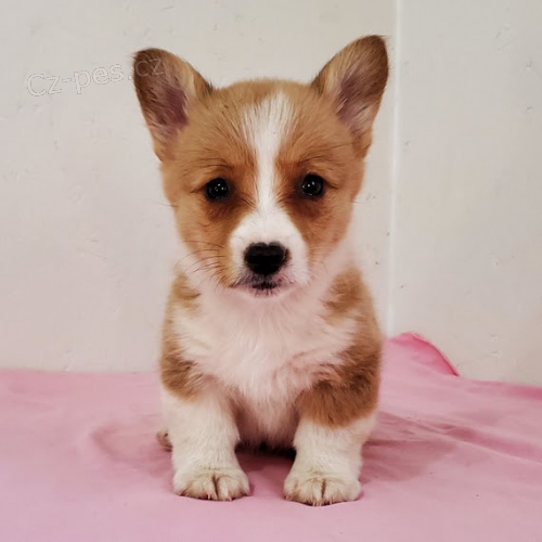 Prod�m �t��ata Pembroke Welsh Corgi.