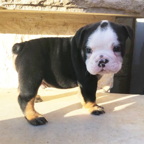 Prod�m kr�sn� a and�lsk� �t��ata anglick�ho buldo�ka