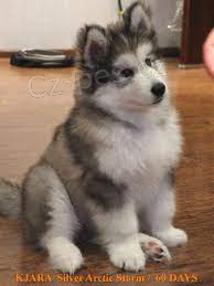 n�dhern� �t���tka alja�sk�ho malamuta hledaj� v��n� domov