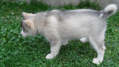 Alja�sk� d�ti Malamute jsou k dispozici co nejd��ve