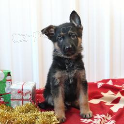 n�dhern� �t���tka n�meck�ho ov��ka hledaj� v��n� domov