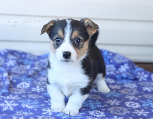 n�dhern� �t���tka welsh corgi (Pembroke) hledaj�c� v��n� domov