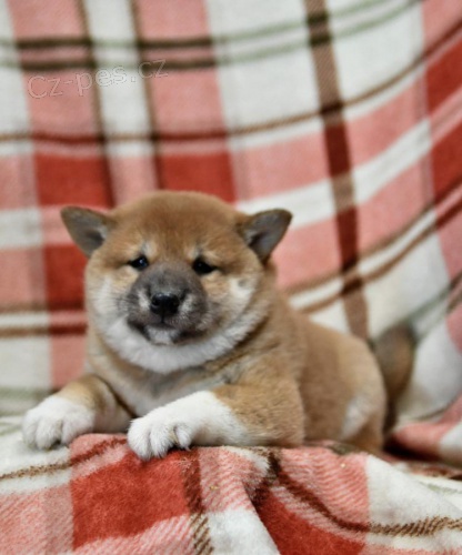 n�dhern� �t���tka Shiba Inu hledaj� v��n� domov