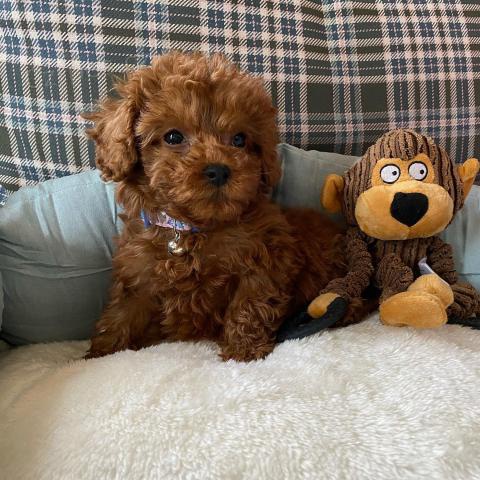 Pudl �t��ata, Jsou vychov�v�ni s l�skou a p���, vychov�vaj� je, aby byli sladc�.