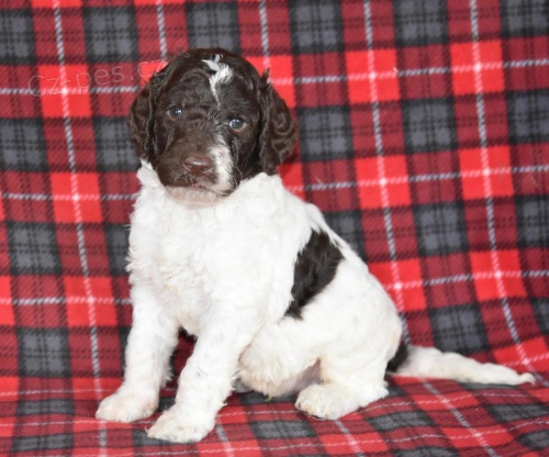 n�dhern� �t���tka Sheepadoodle hledaj� v��n� domov