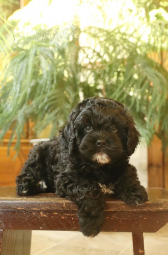 n�dhern� �t���tka Cavapoo hledaj� v��n� domov